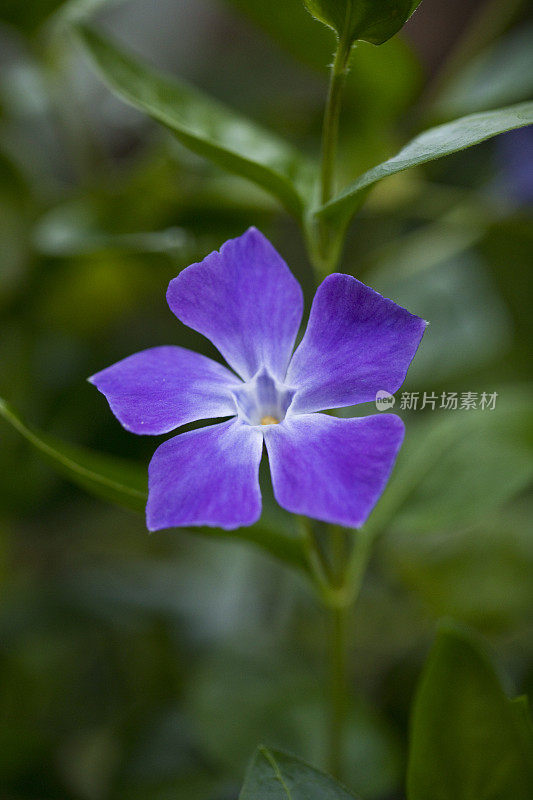 普通的长春花植物(小长春花)在五月开花