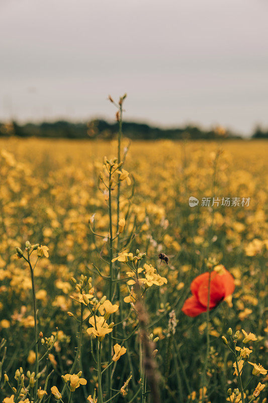 油菜和罂粟花