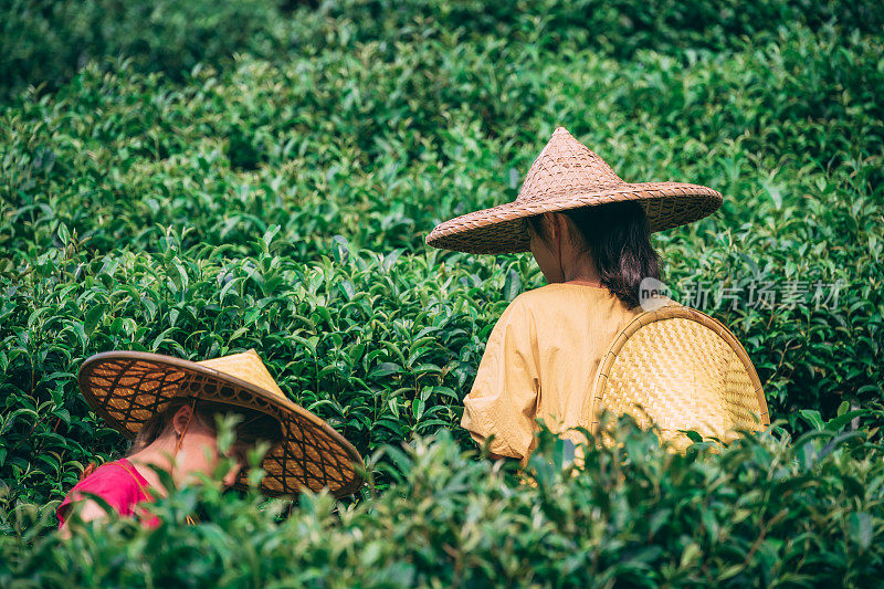 戴着亚洲传统帽子的女孩们在种植园里采茶