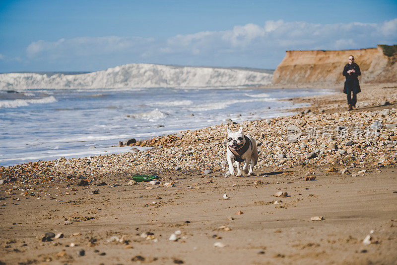 快乐的法国斗牛犬在英国怀特岛的海滩上奔跑