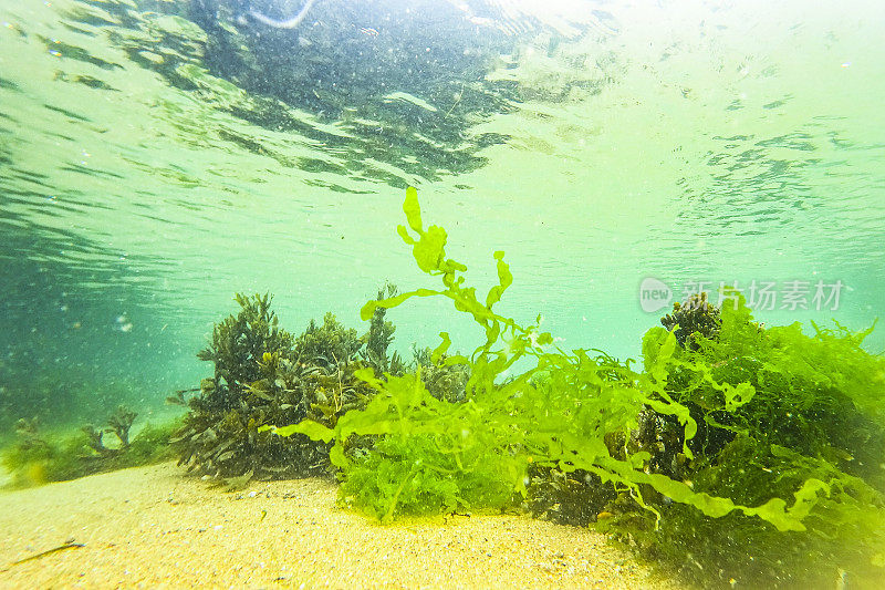 法国布列塔尼海岸的海底长满了绿色的海草