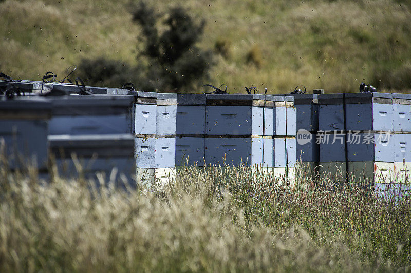 新西兰麦卢卡蜂蜜蜂箱