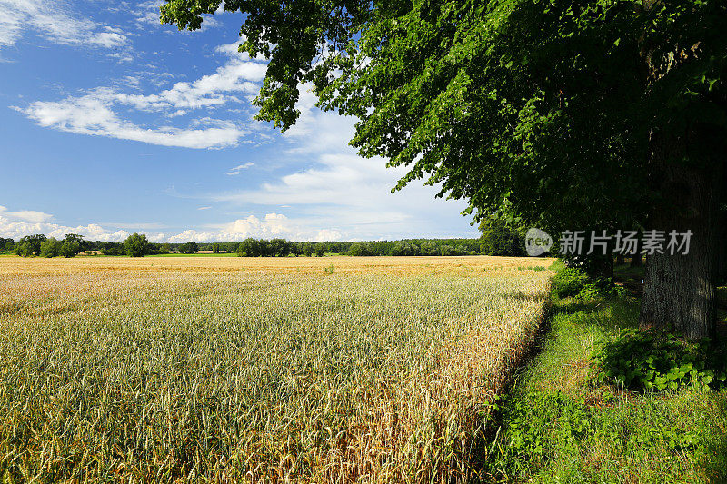 8月份的麦田