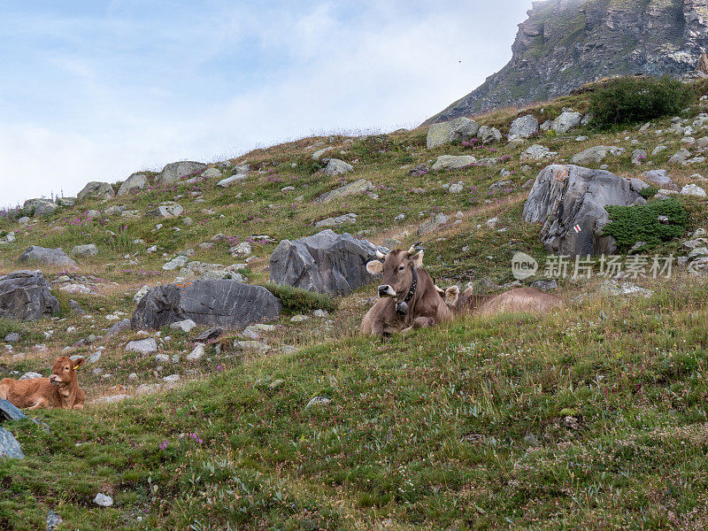 在瑞士山脉景观的草地上，奶牛