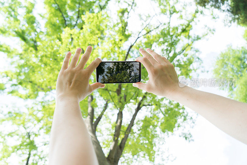 用智能手机给树拍照