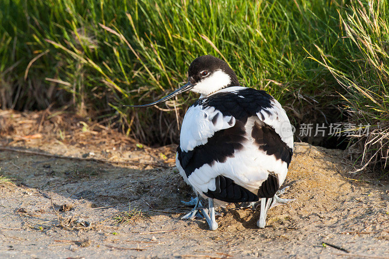 两只幼鳄躲在父母的身下