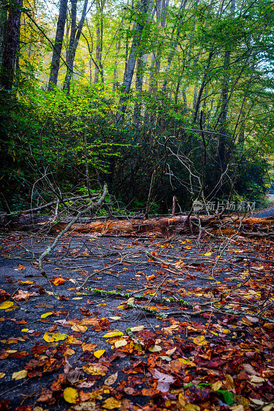 秋雨过后，一棵倒下的树挡住了一条森林道路