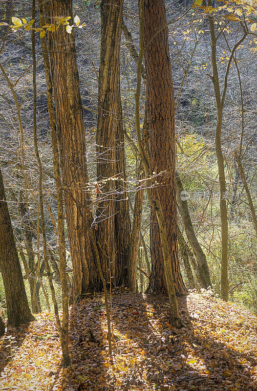 大自然-三棵树在秋天的森林