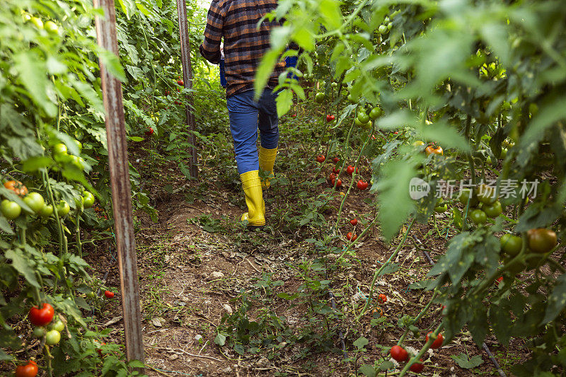 农民在温室里摘番茄