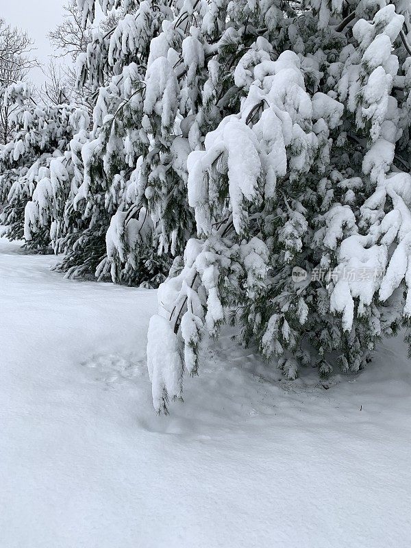 清晨雪后的白松