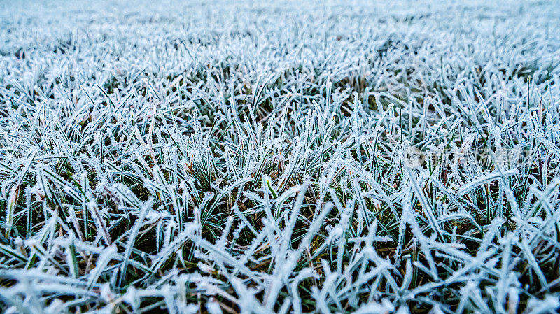 草地上覆盖着冬天的晨霜