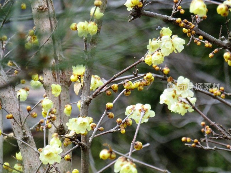 日本1月。Robai，或芬芳的花是冬天盛开的花之一