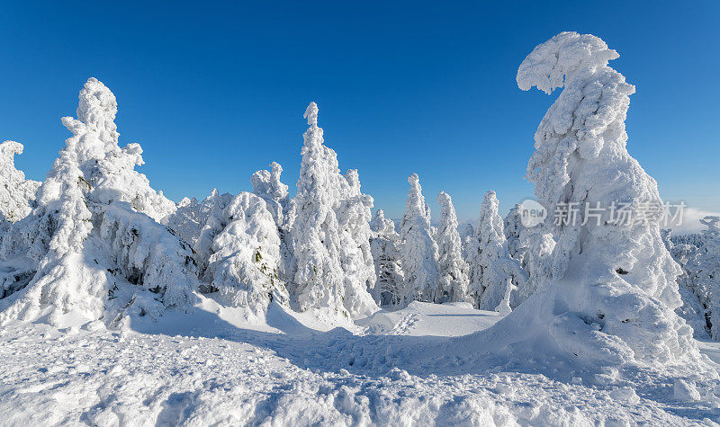 德国萨克索-安哈尔特哈尔茨山布罗肯山上的树木被雪覆盖