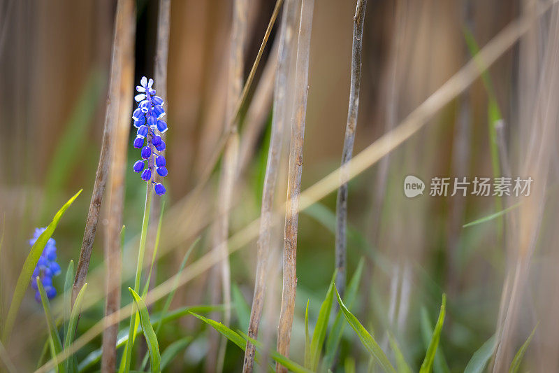 紫花植物野外特写