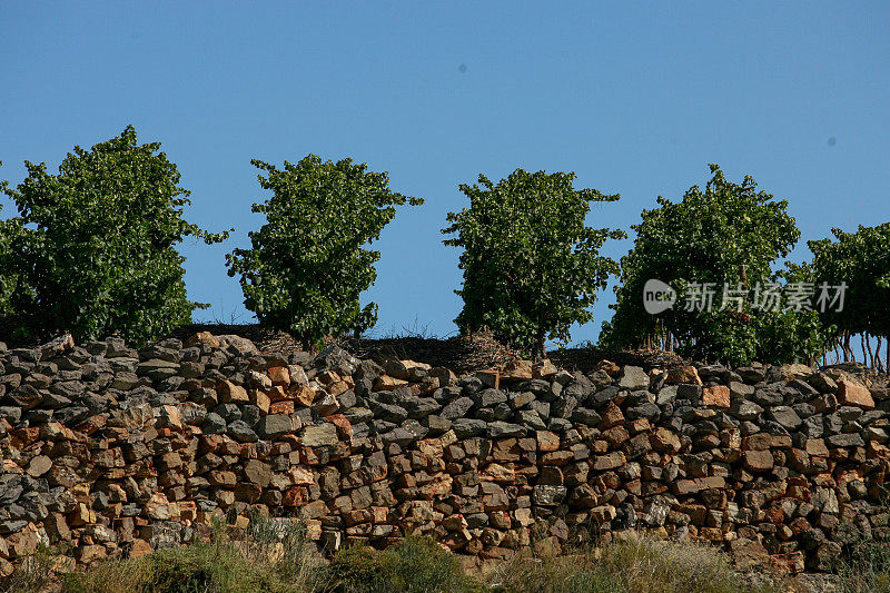一排葡萄园，葡萄园下面有石墙。