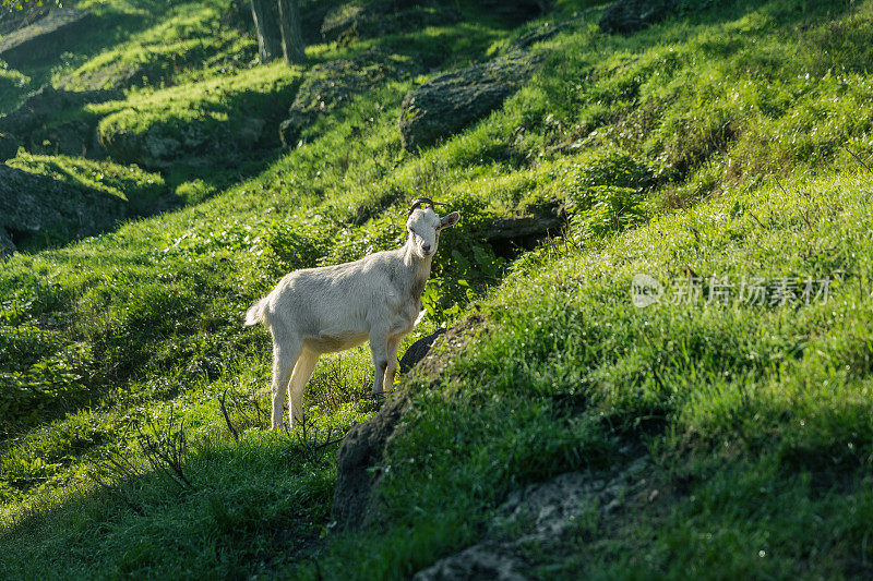 山羊在山坡上吃草