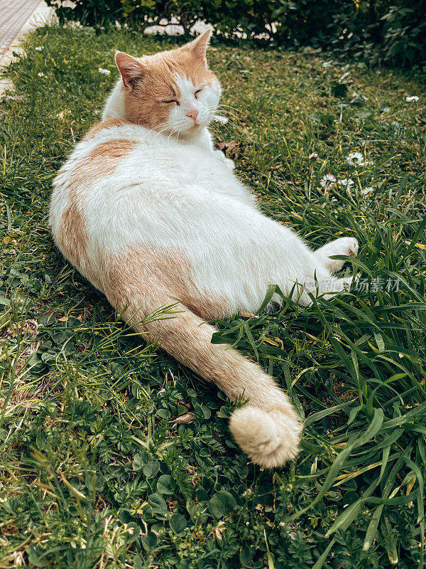 猫在草地上睡觉