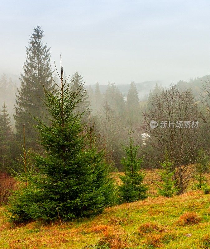 乌克兰,喀尔巴阡山。秋山中晨雾的时间流逝。风景有雪山和流动的雾。