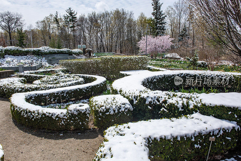 春天，樱花和灌木墙与雪在爱德华兹花园，多伦多，加拿大