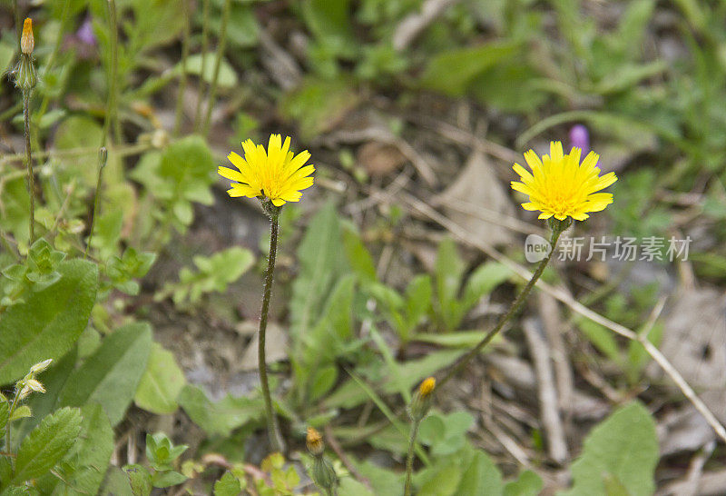 大黄蜂在黄雏菊上