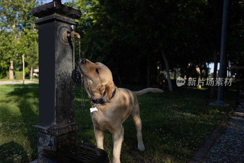 金毛寻回犬喝酒