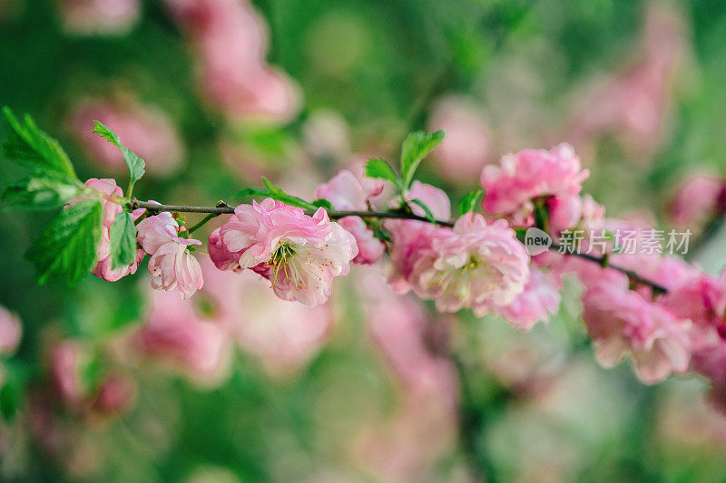 杏树开花