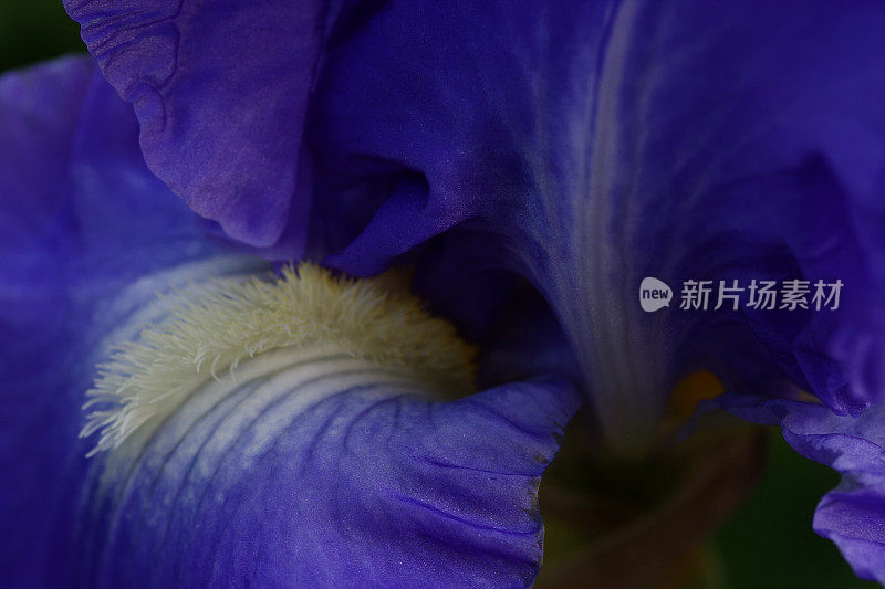 紫色鸢尾花的特写