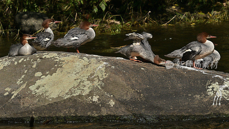 普通的秋沙鸭在河中的卵石上休息