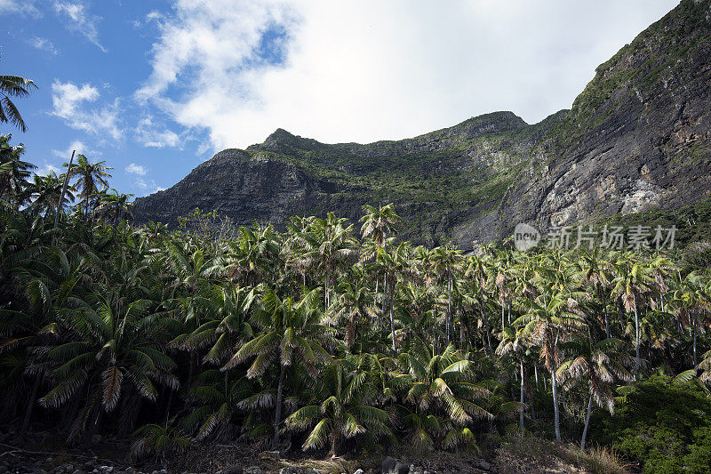 豪勋爵岛的肯西亚棕榈。