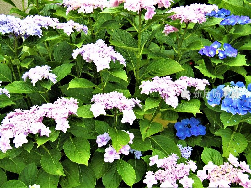 日本。6月。日本本土的夏季花朵味斋(ajisai)即将绽放。