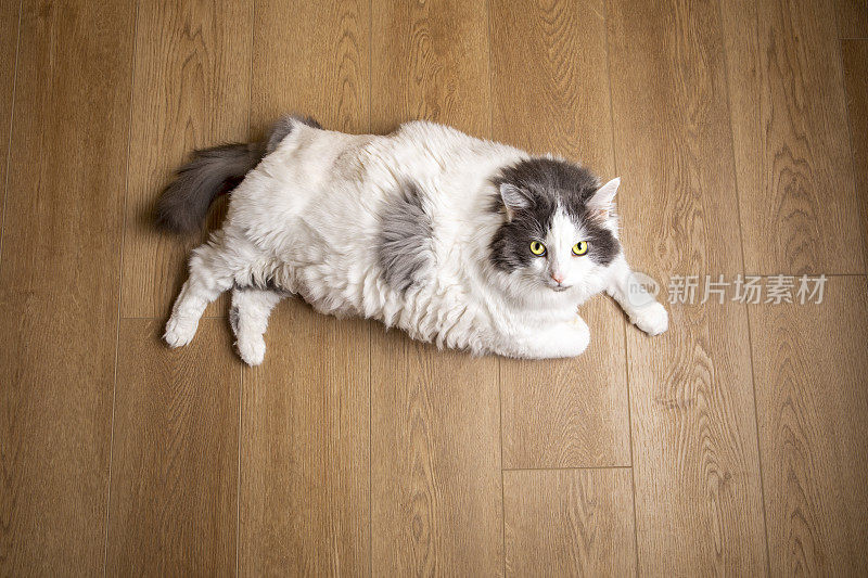 硬木地板上的大猫