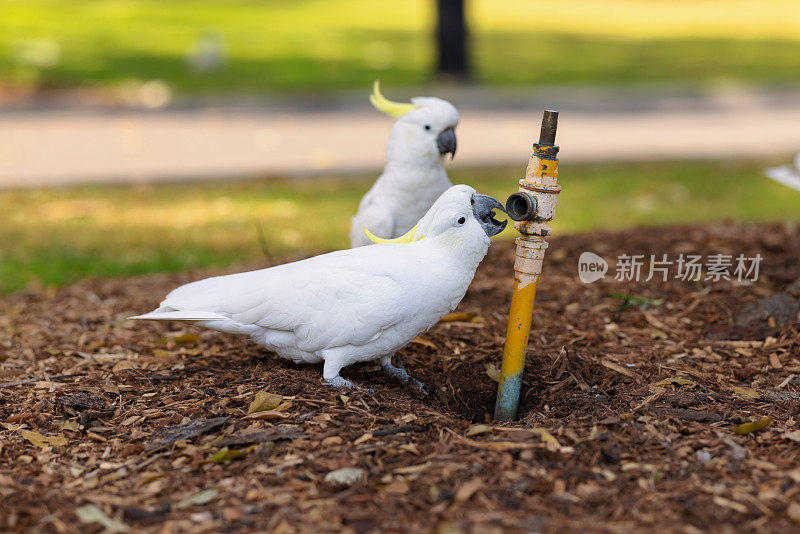 硫冠凤头鹦鹉，仙人掌