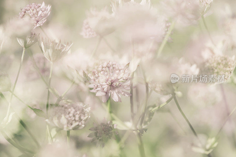 Astrantia鲜花的背景