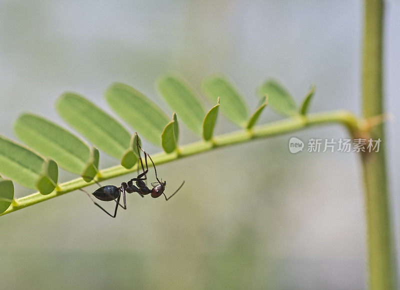 植物茎上有红头的黑色茅草蚁的特写细节