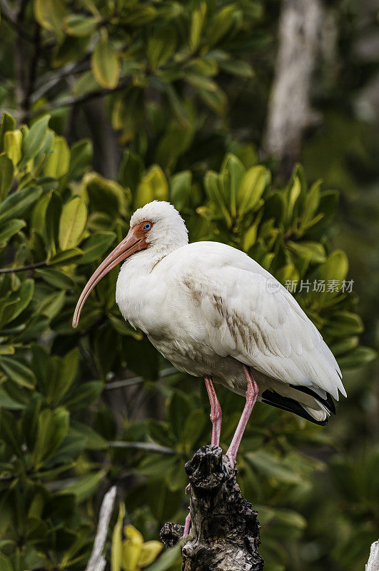 美国白鹮，白鹮，丁达林国家野生动物保护区，佛罗里达萨尼贝尔岛