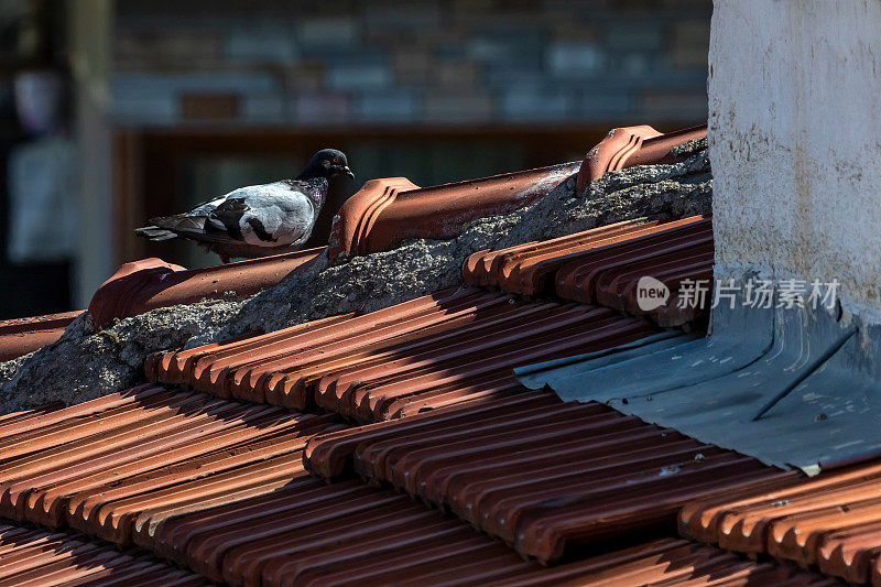 鸽子在屋顶