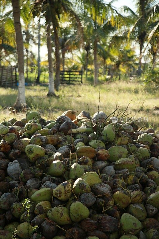 在巴伊亚岛收获椰子