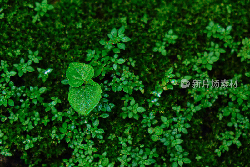 宏是雨林中的一种绿色苔藓。