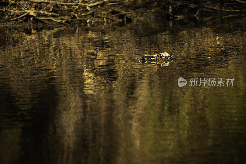 鳄鱼从金色的水中探出头来