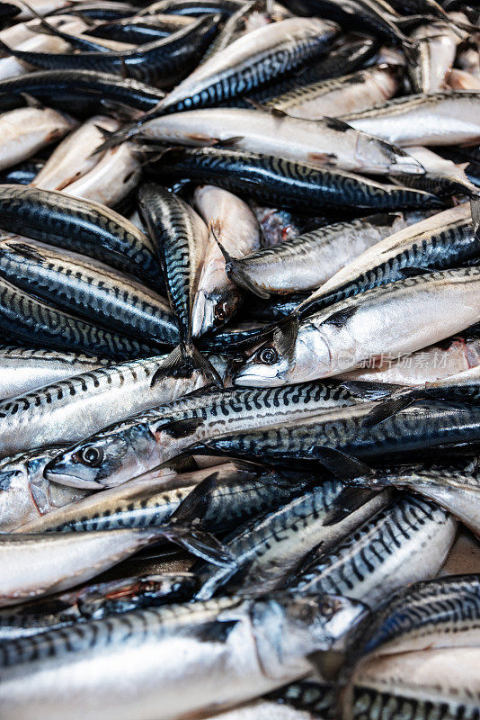 捕鱼业:北海的渔船捕获了大量的鲭鱼