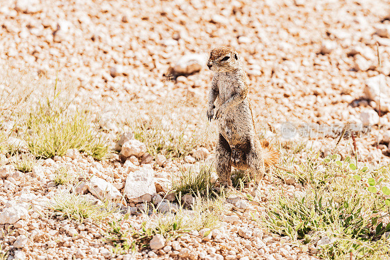 纳米比亚狩猎之旅-野生动物，可爱的沙漠松鼠