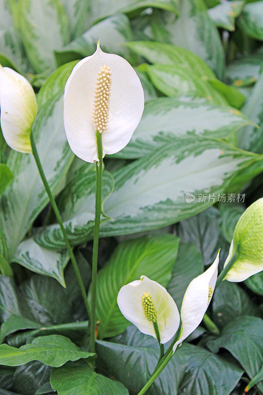 温室中的热带植物-和平百合