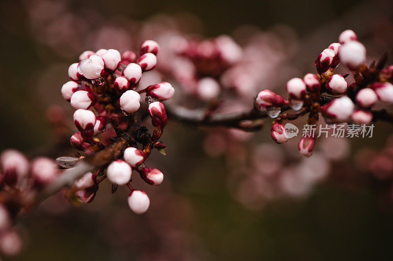 春天粉红色的花