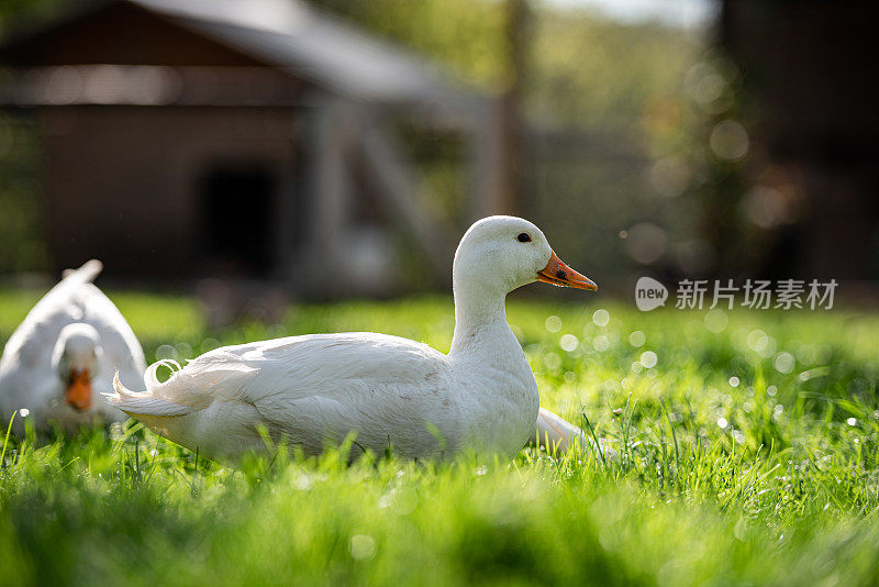 家萌白北京鸭在春天的青草上享受