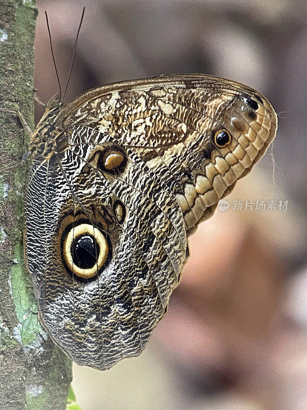 猫头鹰蝴蝶，科尔科瓦多，哥斯达黎加