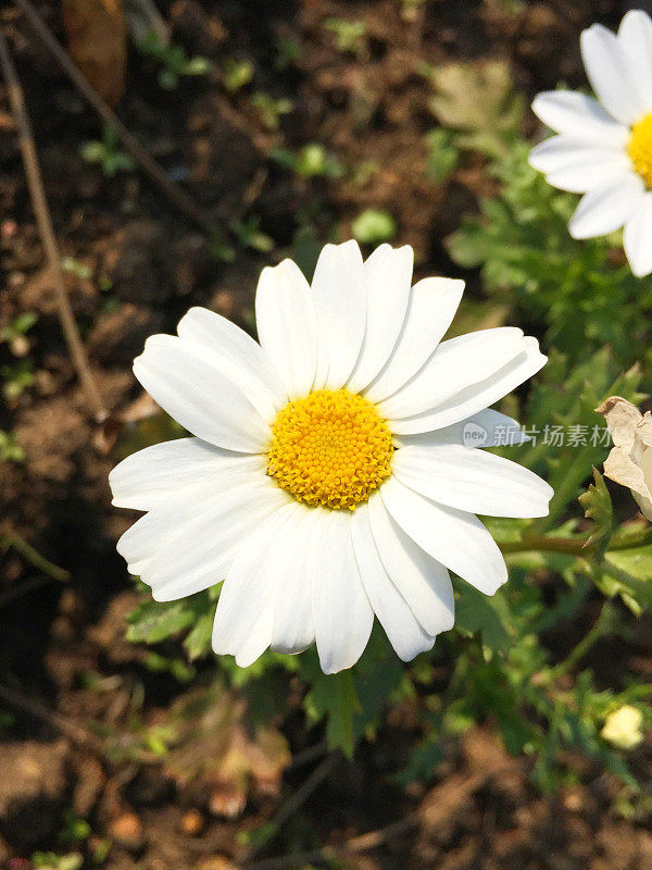 雏菊。洋甘菊。花与白色花瓣在自然界