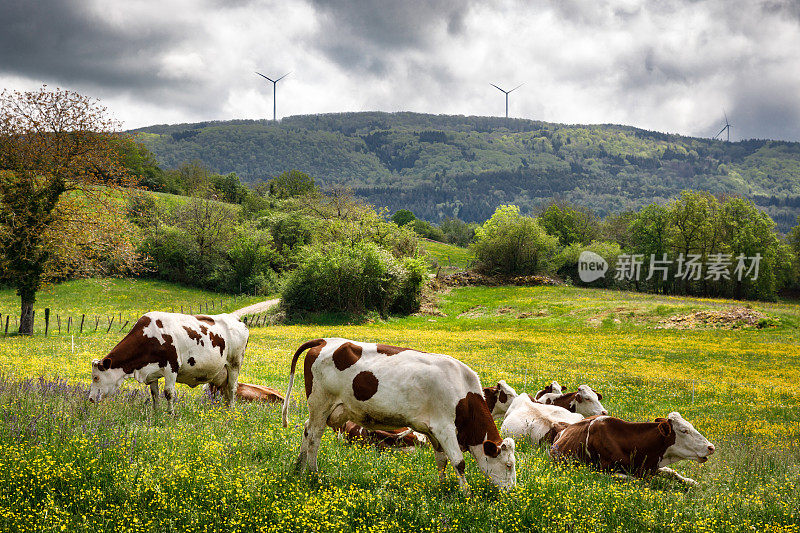 一群放牧在法国乡村与风力涡轮机背景在夏季丘陵阿尔卑斯山景观的奶牛