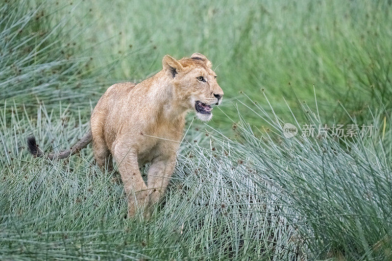 小狮子在湿地沼泽