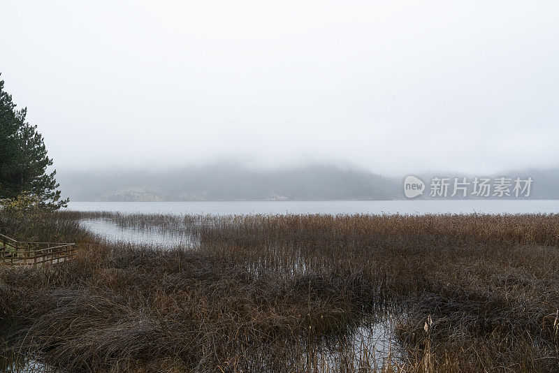 森林里秋天的沼泽