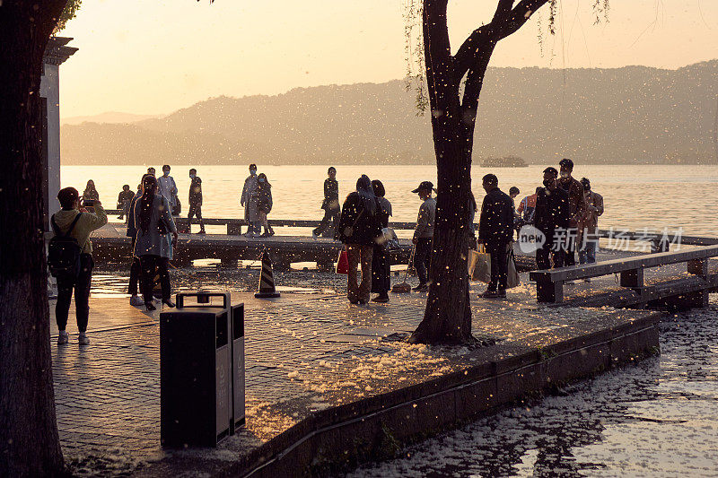 清明节期间，杭州市民在西湖边欣赏柳絮飘落的美景